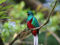 2011029061 Quetzal -  National Bird of Guatemala - Guatemala - Feb 10-20