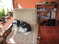 Joythepet
