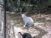 Image1065