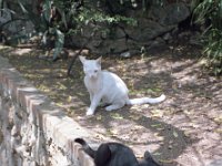 Image1066